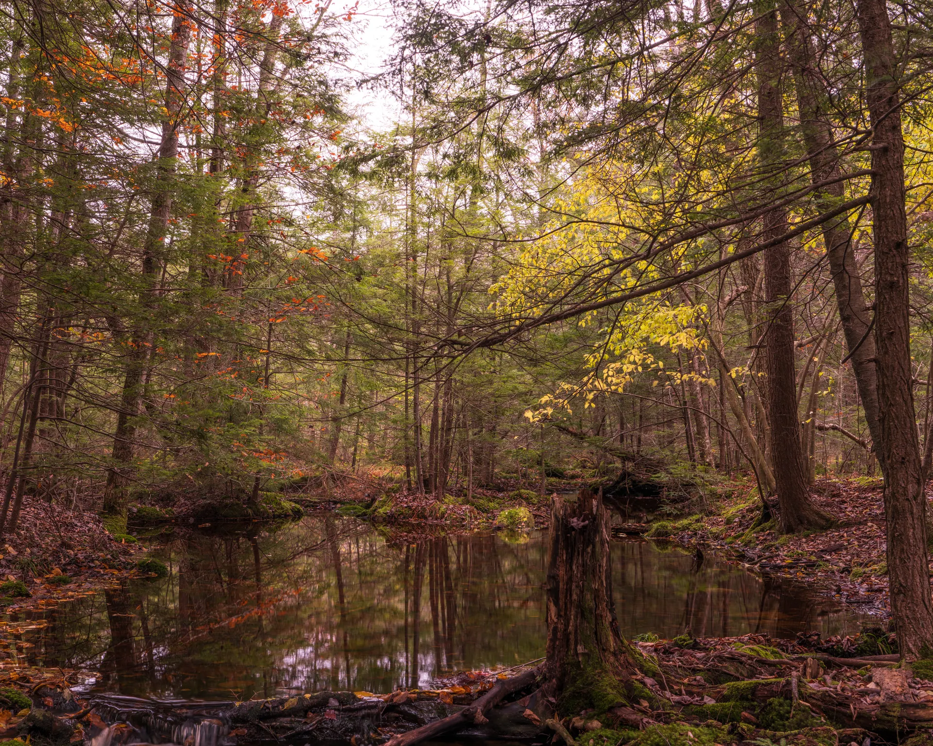 Pennsylvania Grand Canyon Backpacking: 5-Day West Rim Trail
