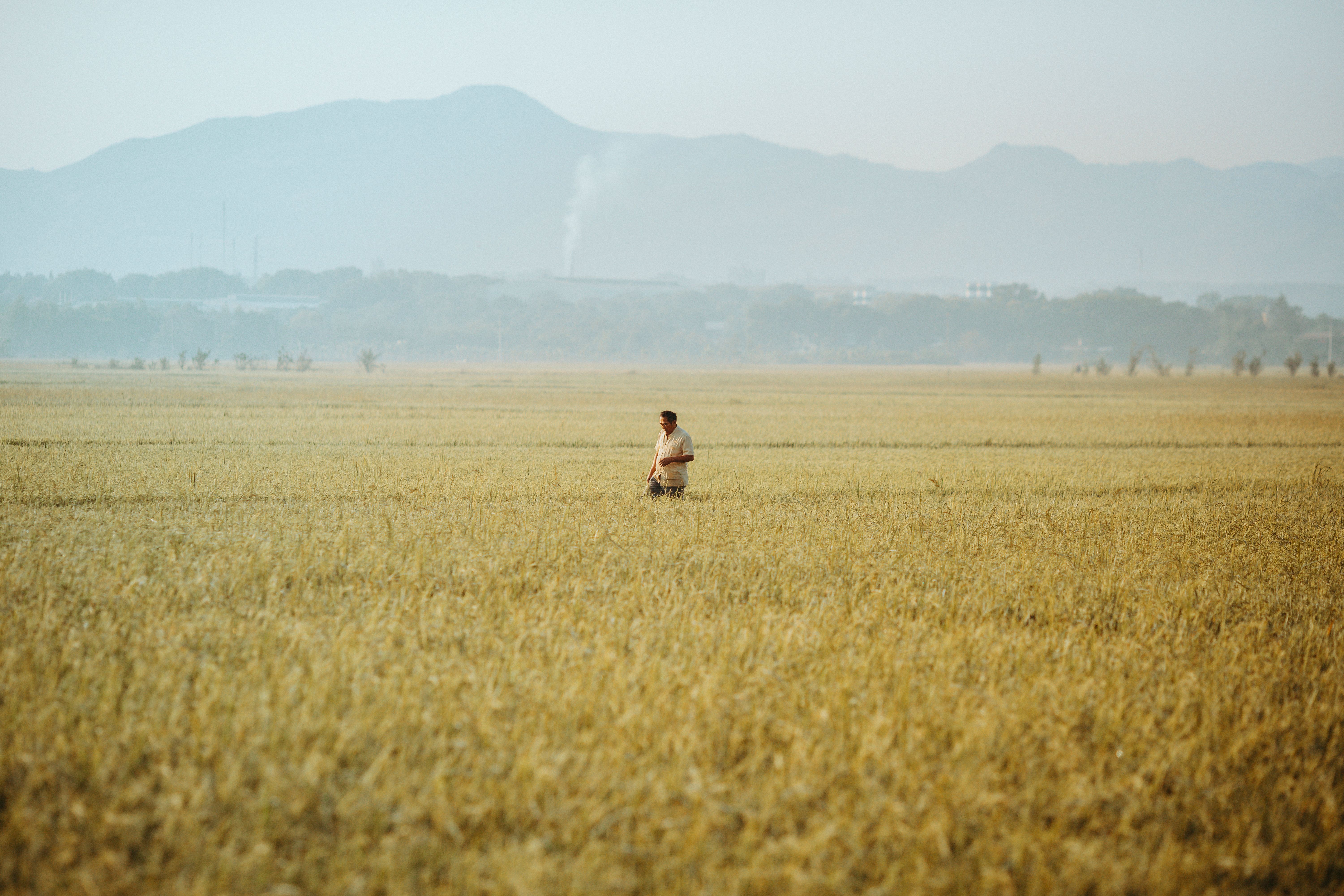 Vietnamese Farmer Walking in Golden Rice Field · Free Stock Photo