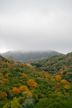 Stunning autumn scene of vibrant foliage and foggy mountaintop.