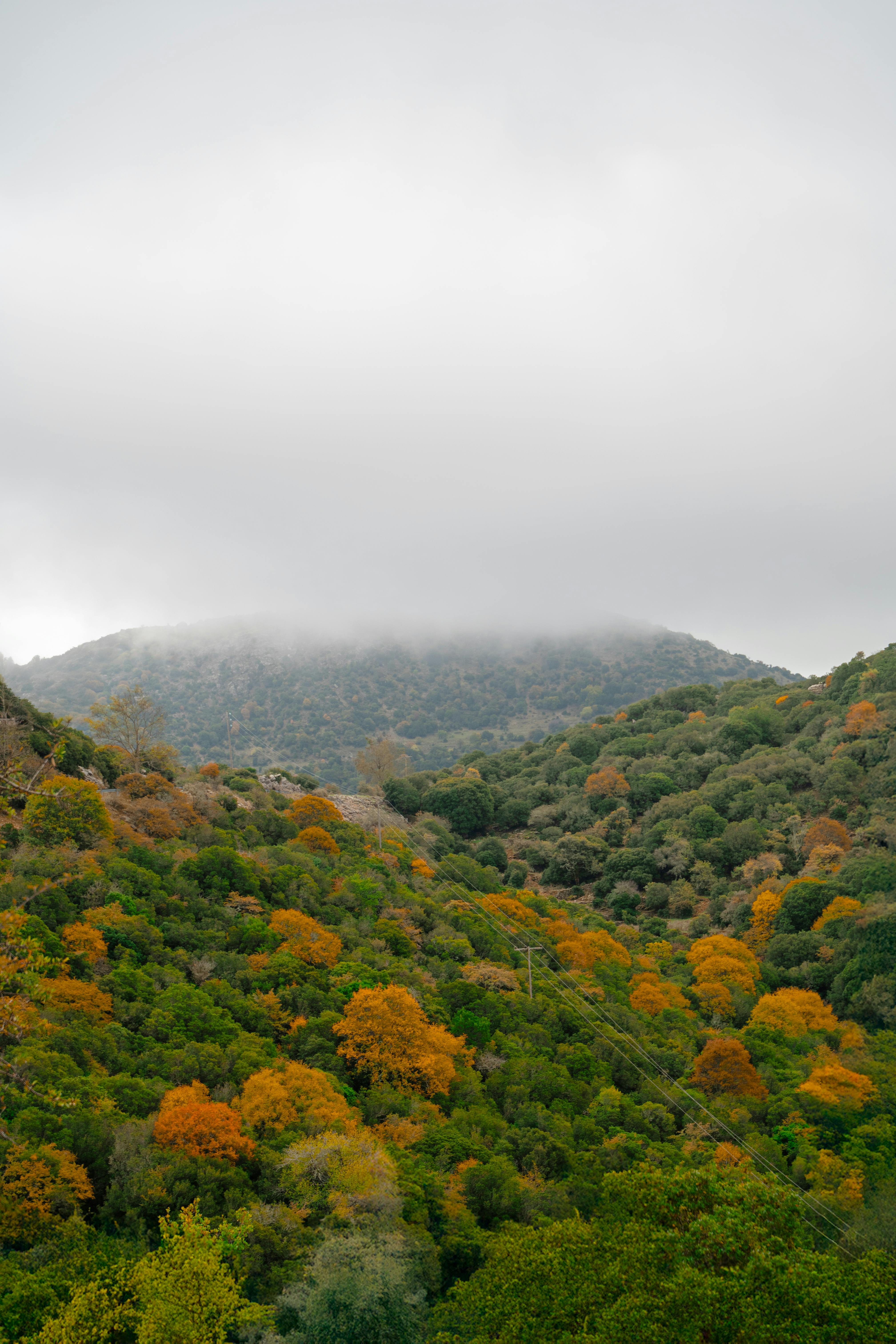 Free Stunning autumn scene of vibrant foliage and foggy mountaintop. Stock Photo