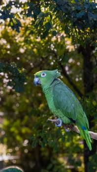 parrot photo