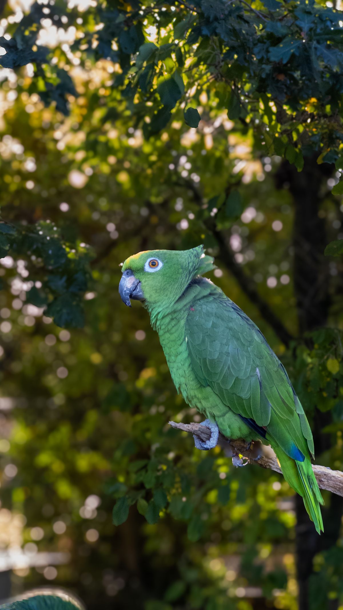 Green Amazon parrot perched naturally on a branch, showing relaxed and alert posture