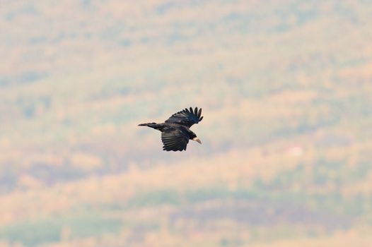 crow photo
