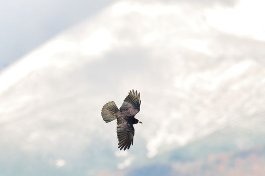 crow photo