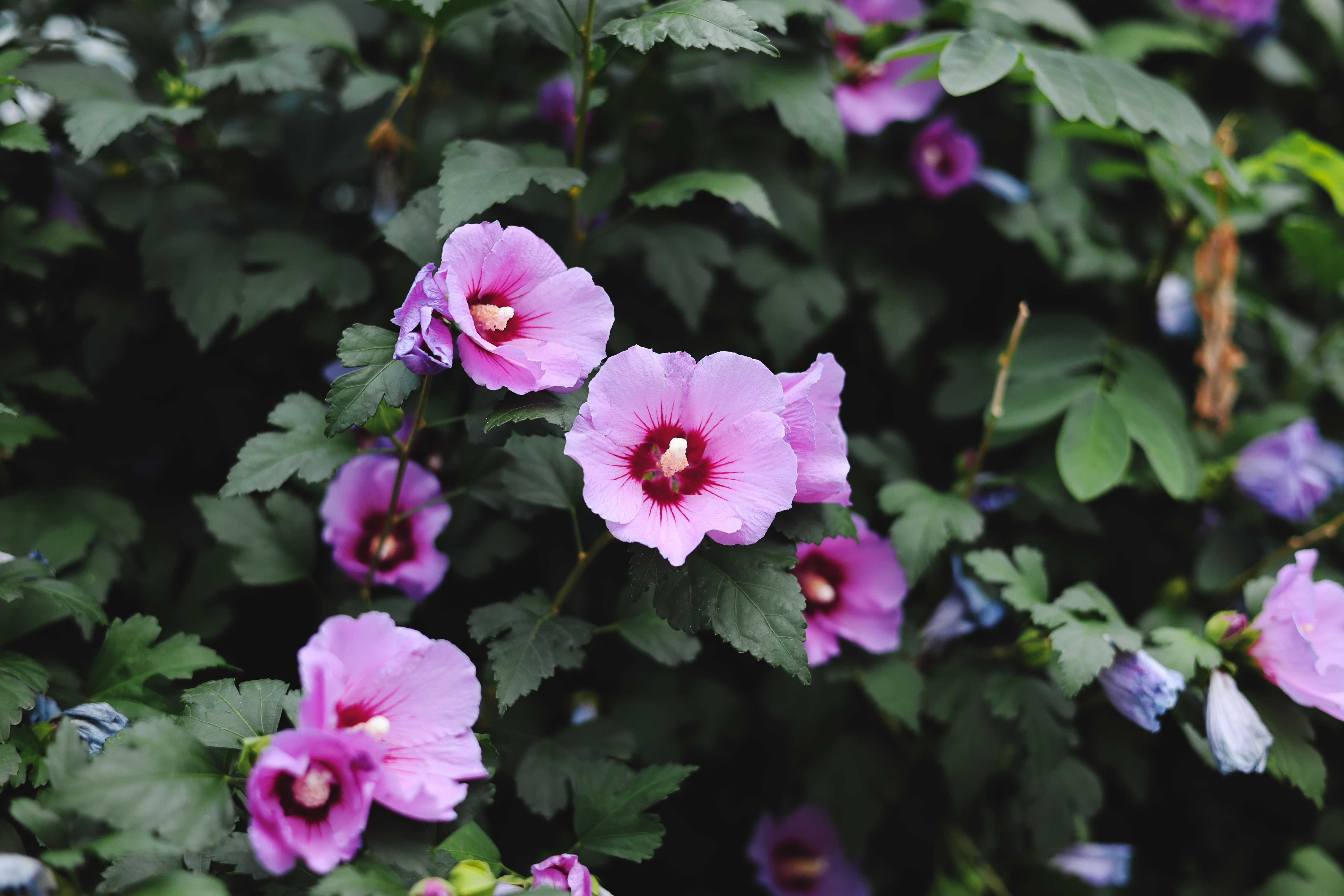 Vibrant Rose of Sharon blossoms in full bloom — how to trim a hibiscus tree in Surrey BC