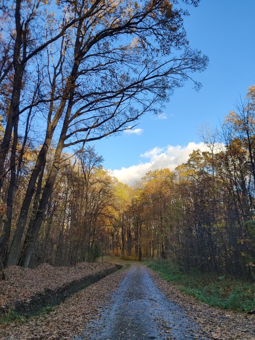 Free Tranquil dirt path through colorful autumn forest with clear blue sky overhead, perfect for nature lovers. Stock Photo