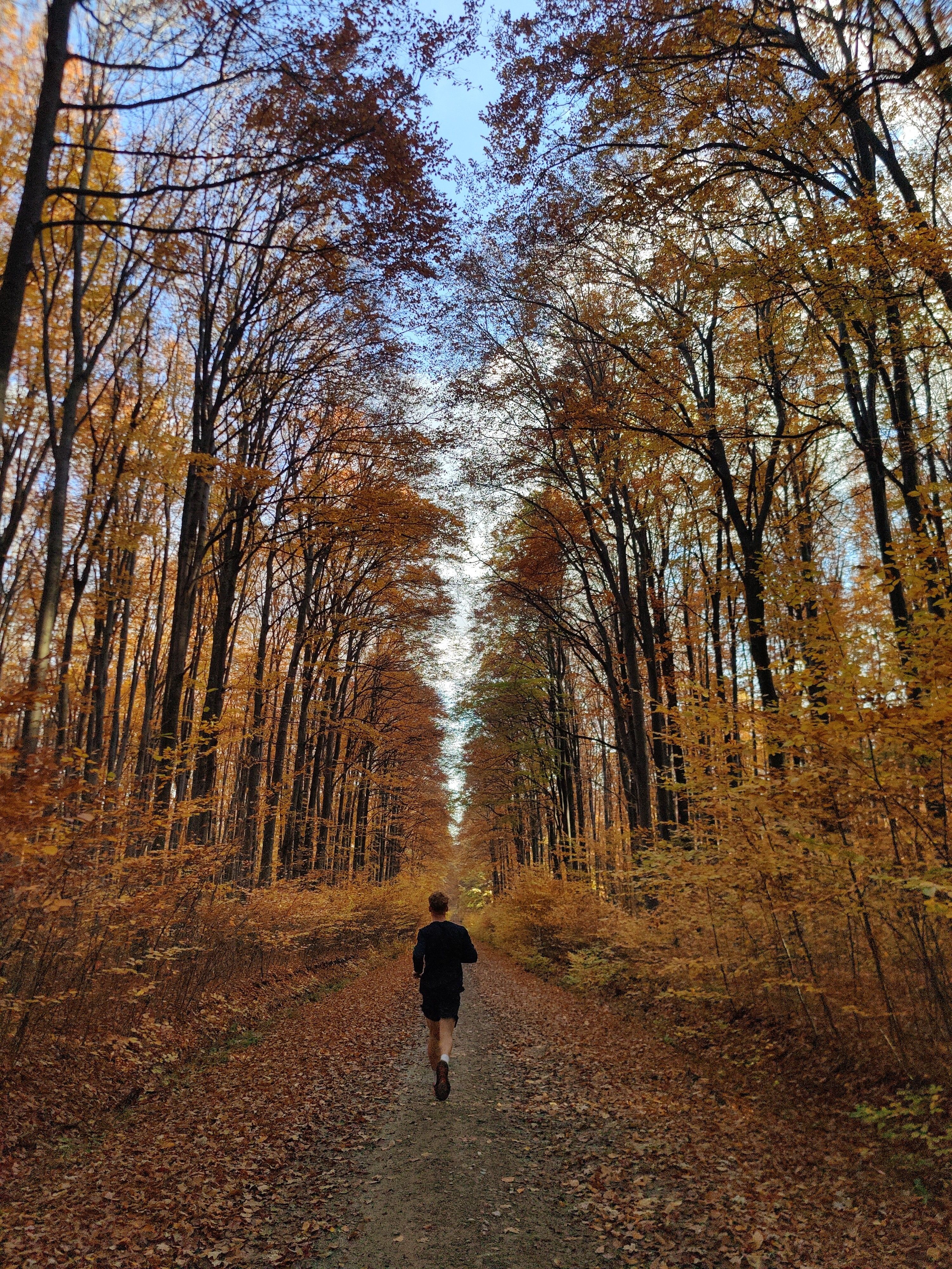 Person Running Through Autumn Forest Pathway · Free Stock Photo