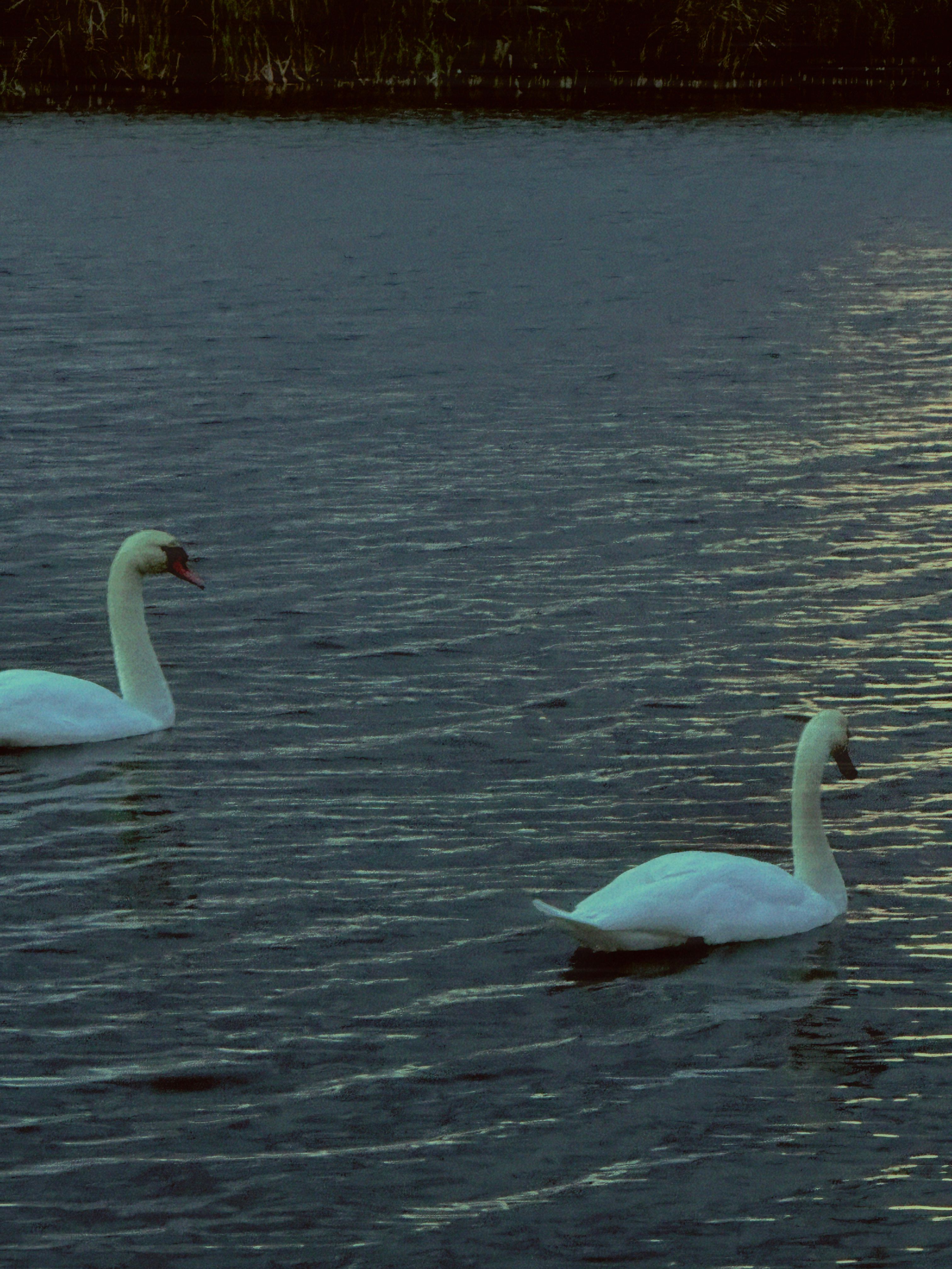 Two Graceful Swans Gliding on Tranquil Lake at Dusk · Free Stock Photo