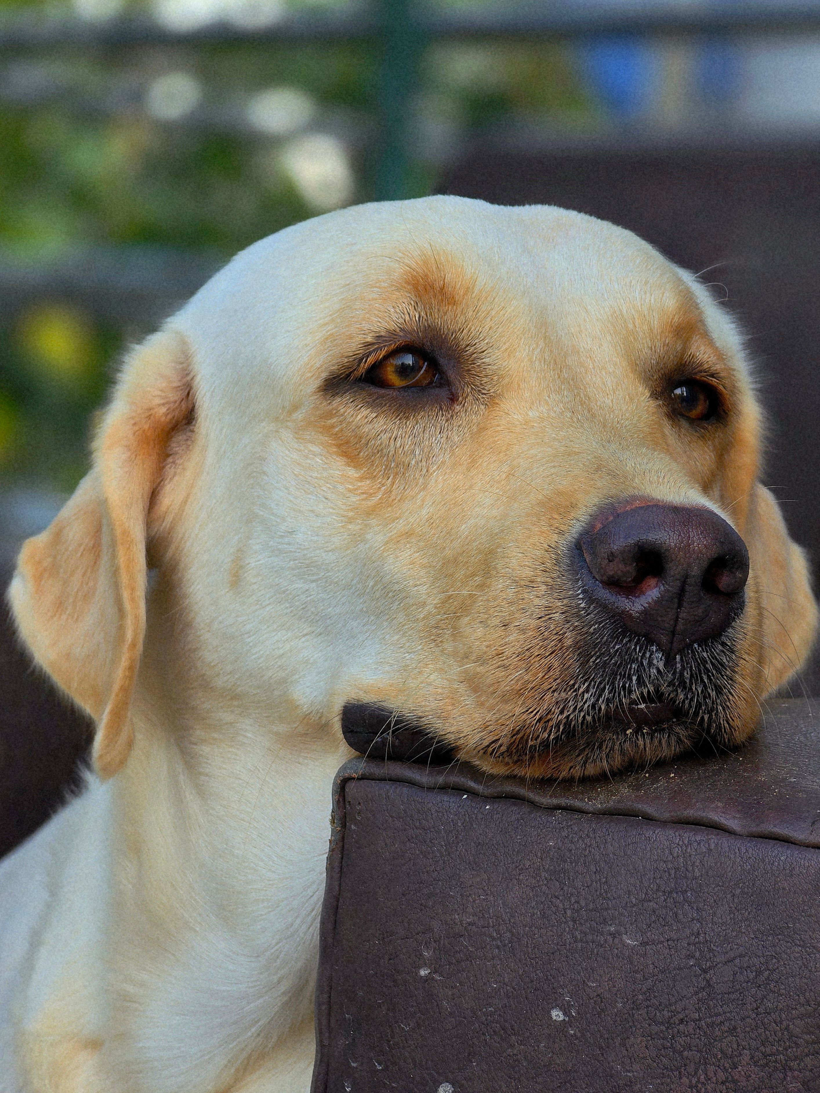 Thoughtful Labrador Retriever Resting Calmly · Free Stock Photo