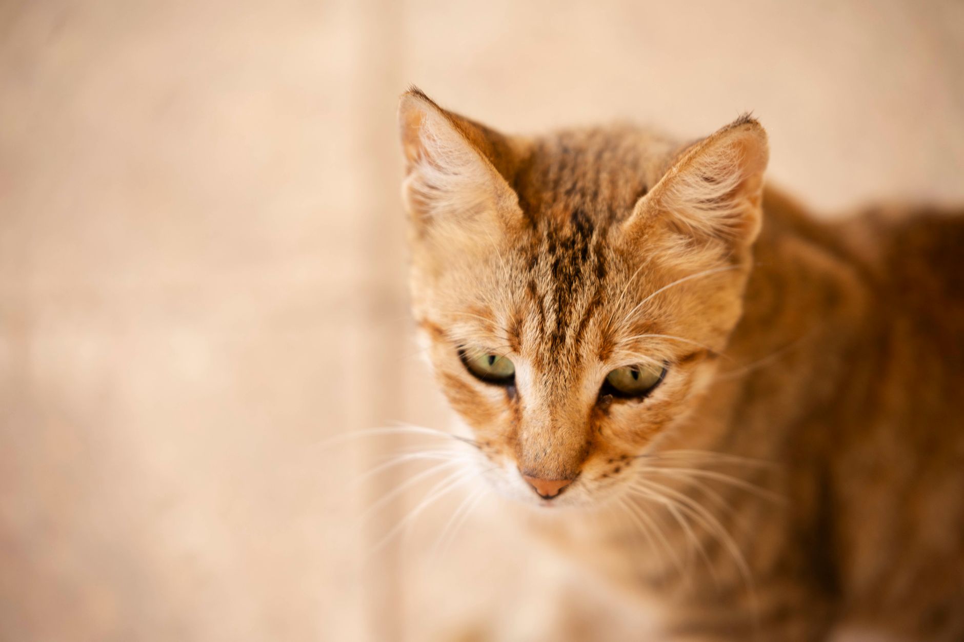 A cat undergoing diagnostic blood testing at a veterinary clinic