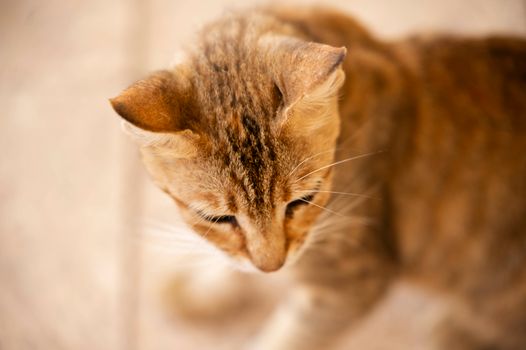 Gentle close-up of a curious domestic cat in warm tones.