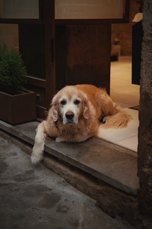 Free A calm golden retriever dog lying at a shop entrance, exuding warmth and friendliness. Stock Photo