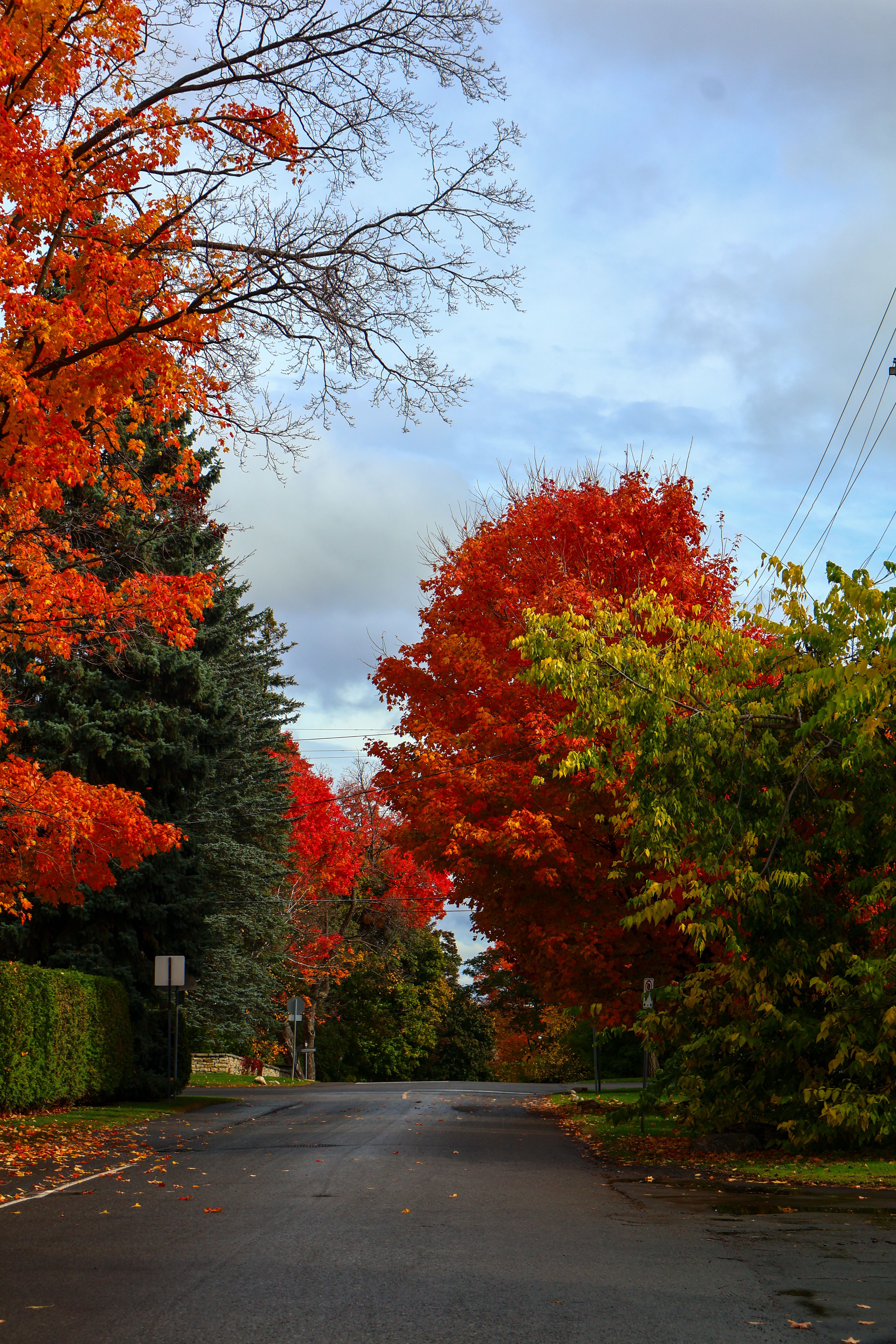 Vibrant Fall Foliage Along Ottawa Road · Free Stock Photo