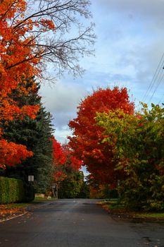 Breathtaking autumn scene in Ottawa, Canada with vivid fall colors and serene road.