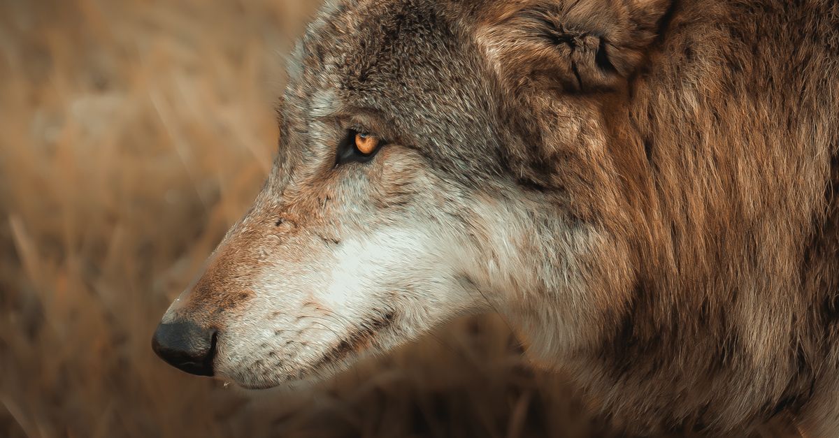 Basic Wolf Majestic Wolf in Natural Habitat Portrait · Free Stock Photo