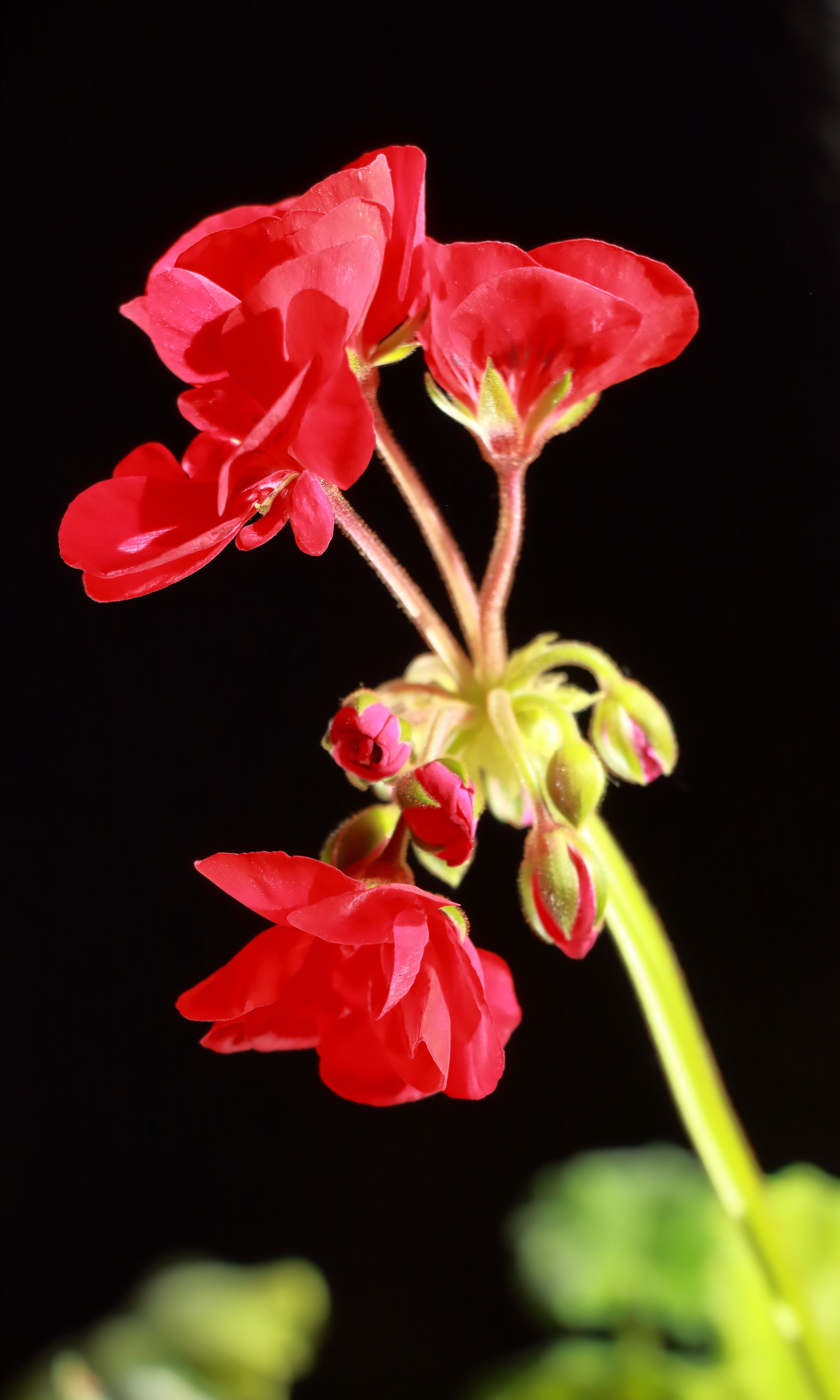 Close-up of a bright red geranium flower against a dark backdrop, showcasing vivid colors.