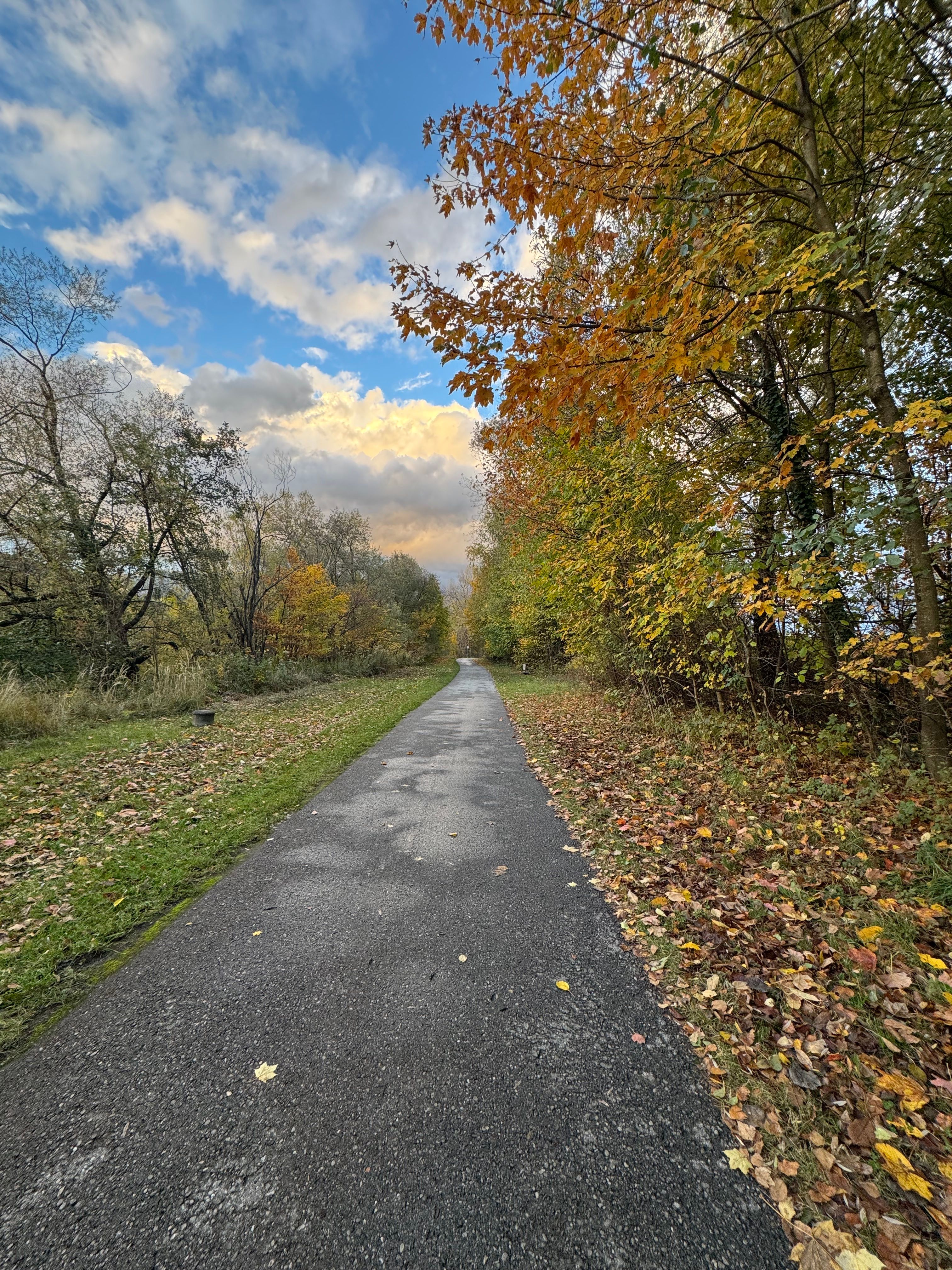 Scenic Autumn Pathway in Vibrant Forest · Free Stock Photo