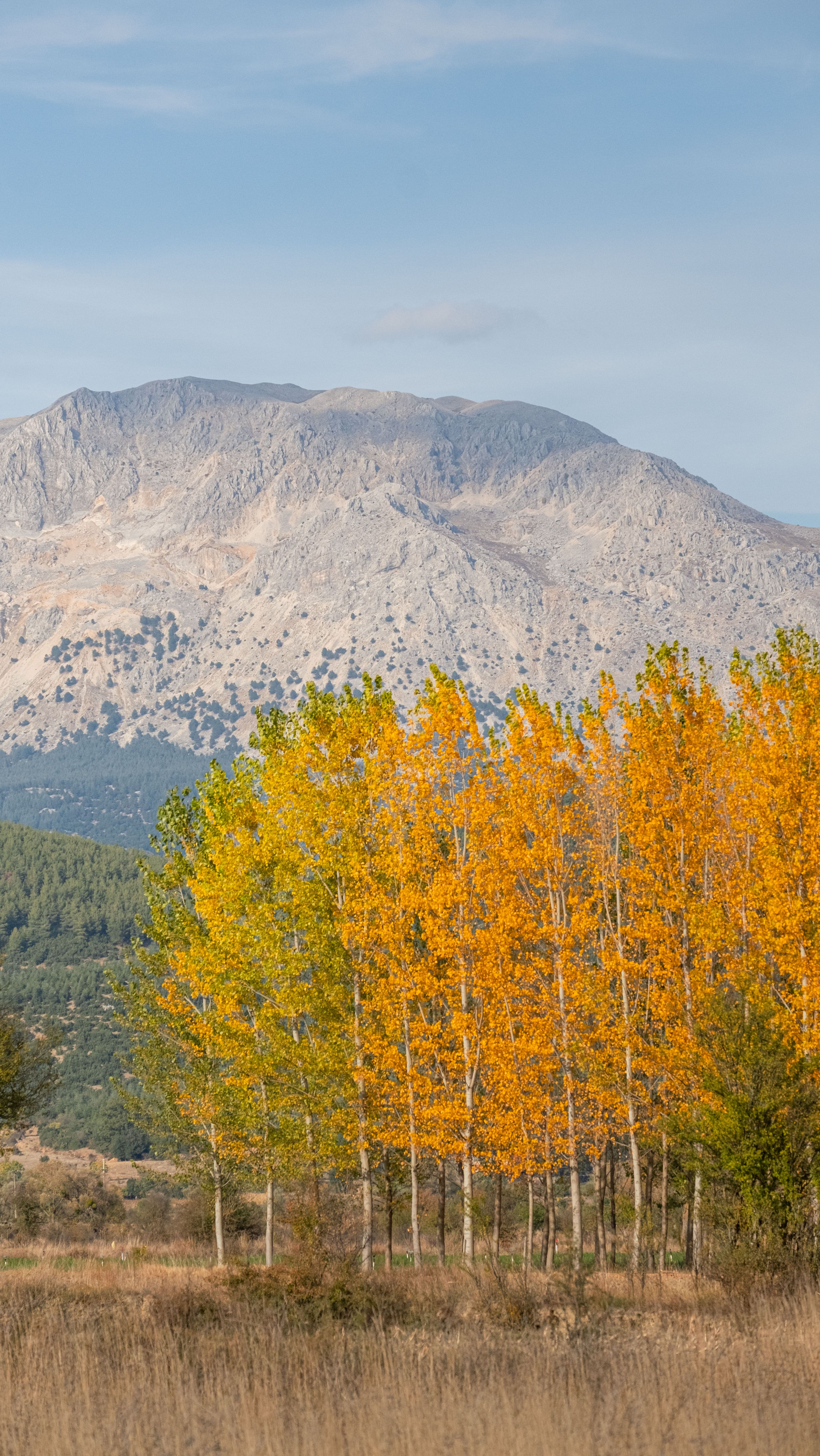 Autumn Trees Against Mountain Landscape · Free Stock Photo