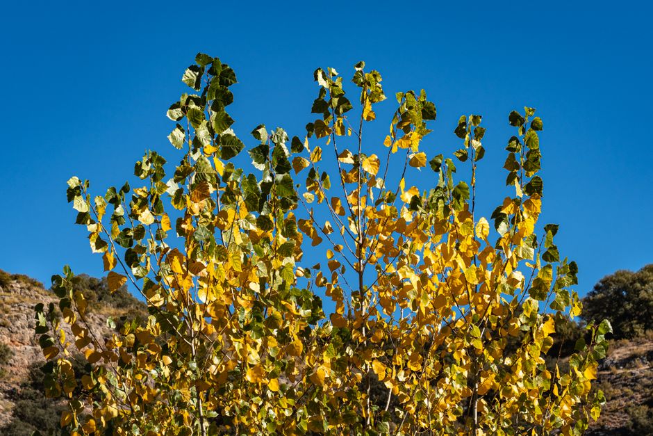 Colorful poplar trees with yellowing leaves against a clear blue sky in Lagunas de Ruidera.