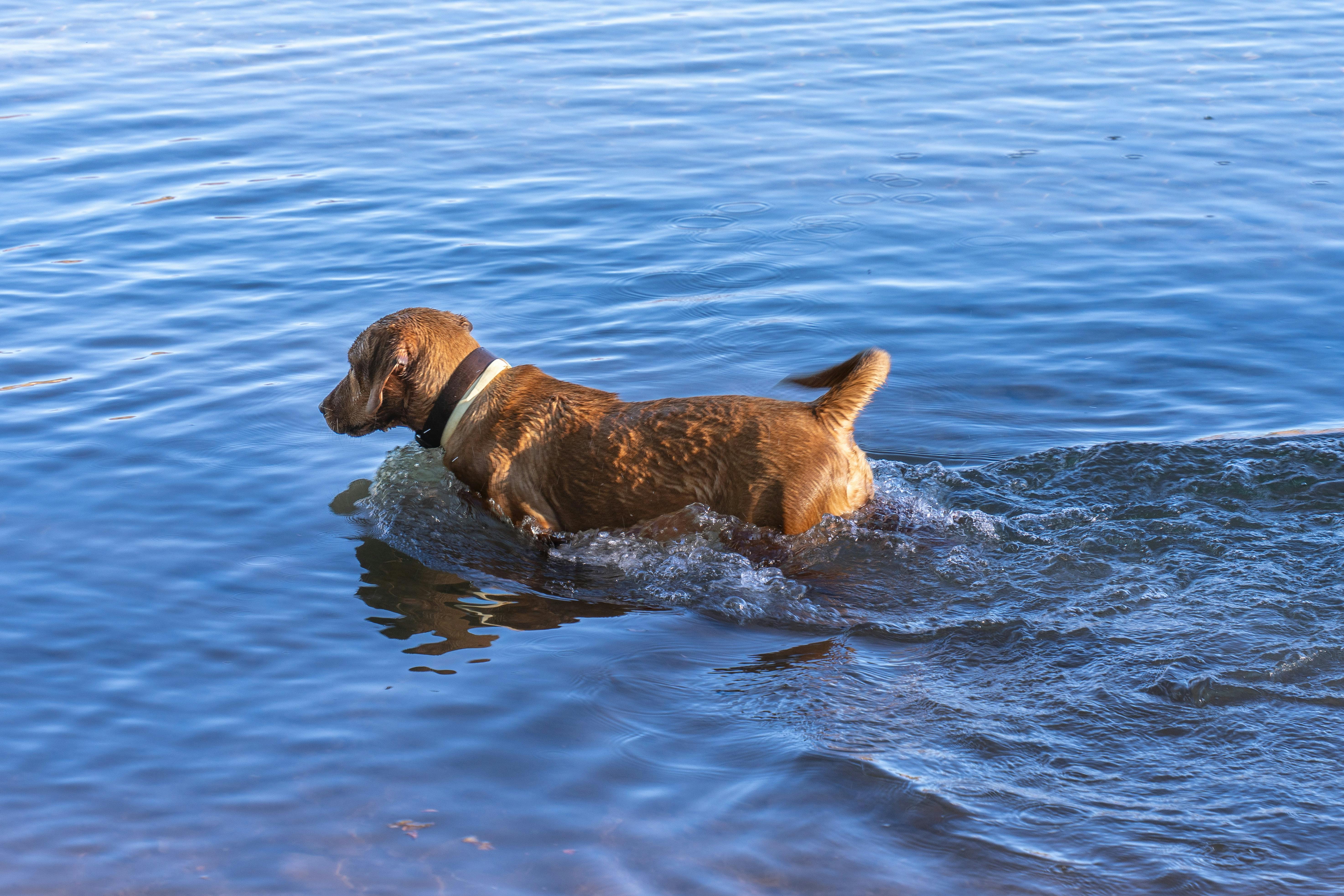 A dog swims in the serene waters of Lagunas de Ruidera, capturing a sense of adventure and joy.