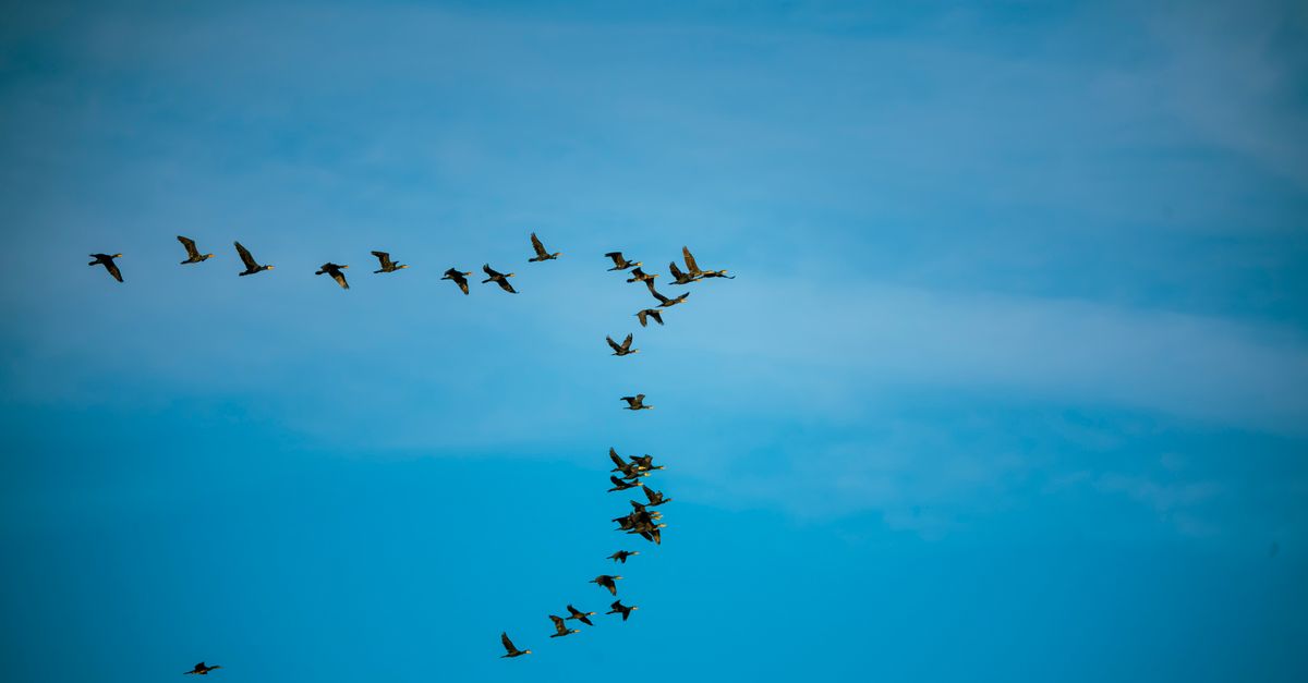 Salesforce AI agents slash migration from 231 to 13 days