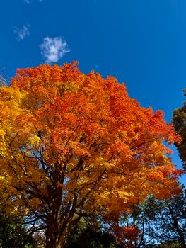 Stunning autumn foliage with vivid red and yellow leaves under a clear blue sky.