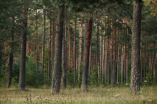 A tranquil scene of a dense coniferous forest with tall pine trees and lush greenery.
