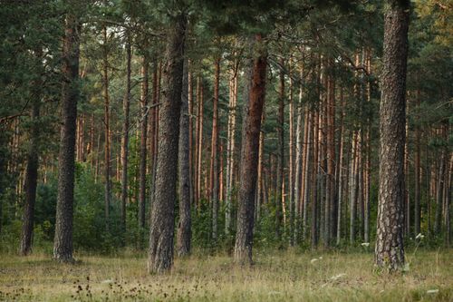 Free A tranquil scene of a dense coniferous forest with tall pine trees and lush greenery. Stock Photo
