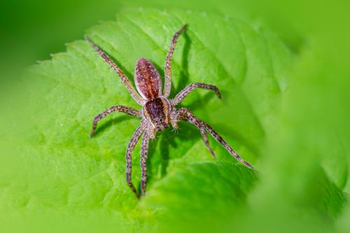 Free Macro shot of a raft spider (Dolomedes fimbriatus) resting on a vibrant green leaf. Stock Photo