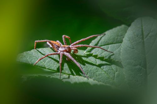 Free A detailed close-up of a European nursery web spider (Pisaura mirabilis) on a green leaf. Stock Photo