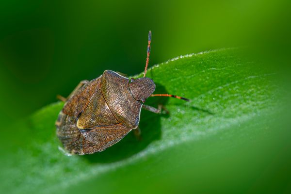 Bed Bug Treatment