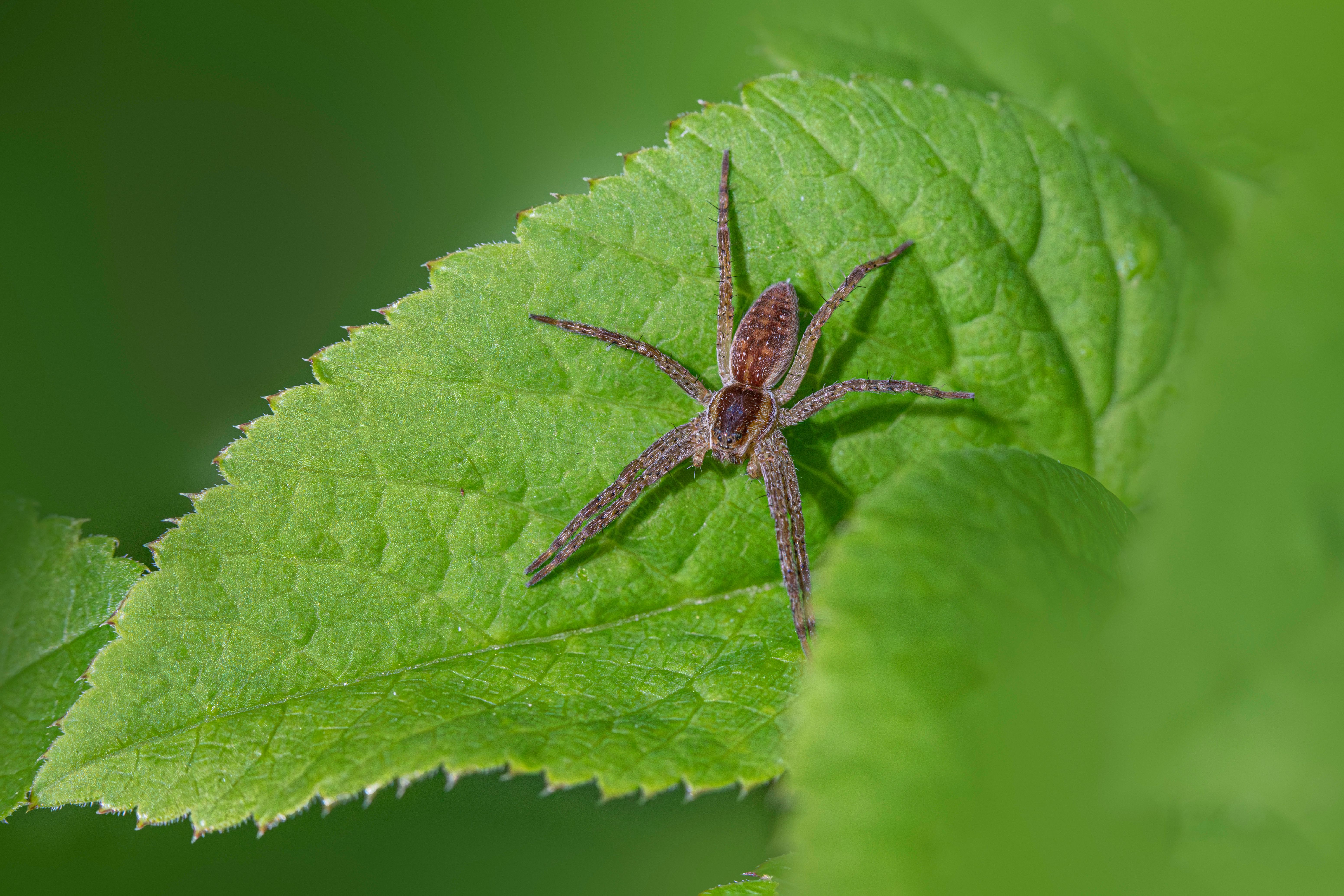 Close-Up of Raft Spider on Leaf · Free Stock Photo