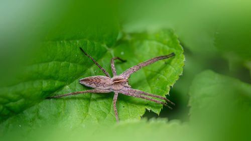 Free Close-up of a European nursery web spider resting on a green leaf, showcasing intricate details and textures. Stock Photo