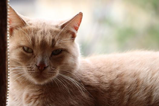 cat ear infection symptoms home remedies vet advice