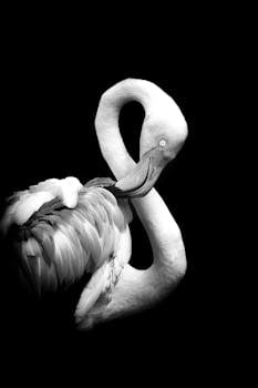 Striking portrait of a flamingo in black and white, showcasing elegance and grace.