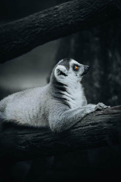 Free A ring-tailed lemur rests gracefully on a log, captured in a dramatic, moody setting. Stock Photo