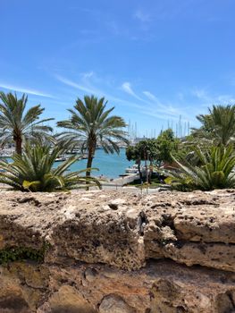 Sunny day at Palma marina with palm trees and stone wall in foreground.