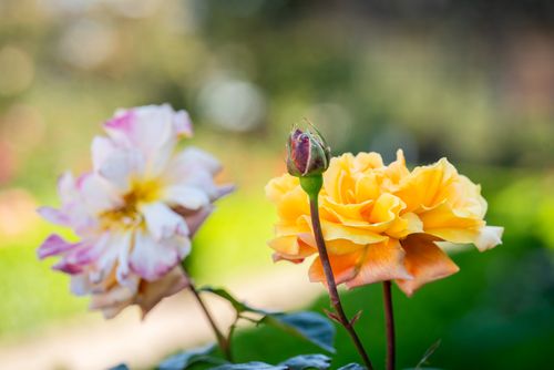 Free Close-up view of vibrant yellow and pink roses in full bloom with green foliage, perfect for spring garden visuals. Stock Photo