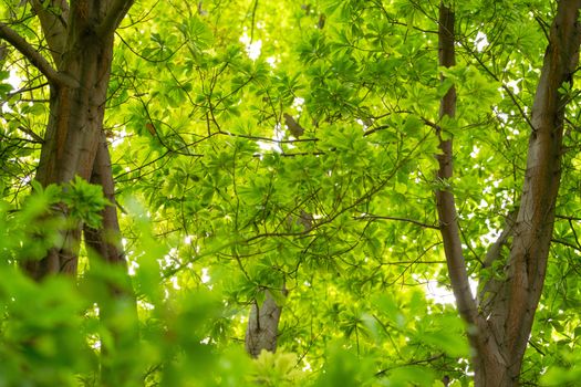 Lush green leaves and tree trunks captured in a vibrant spring setting, showcasing natural beauty.