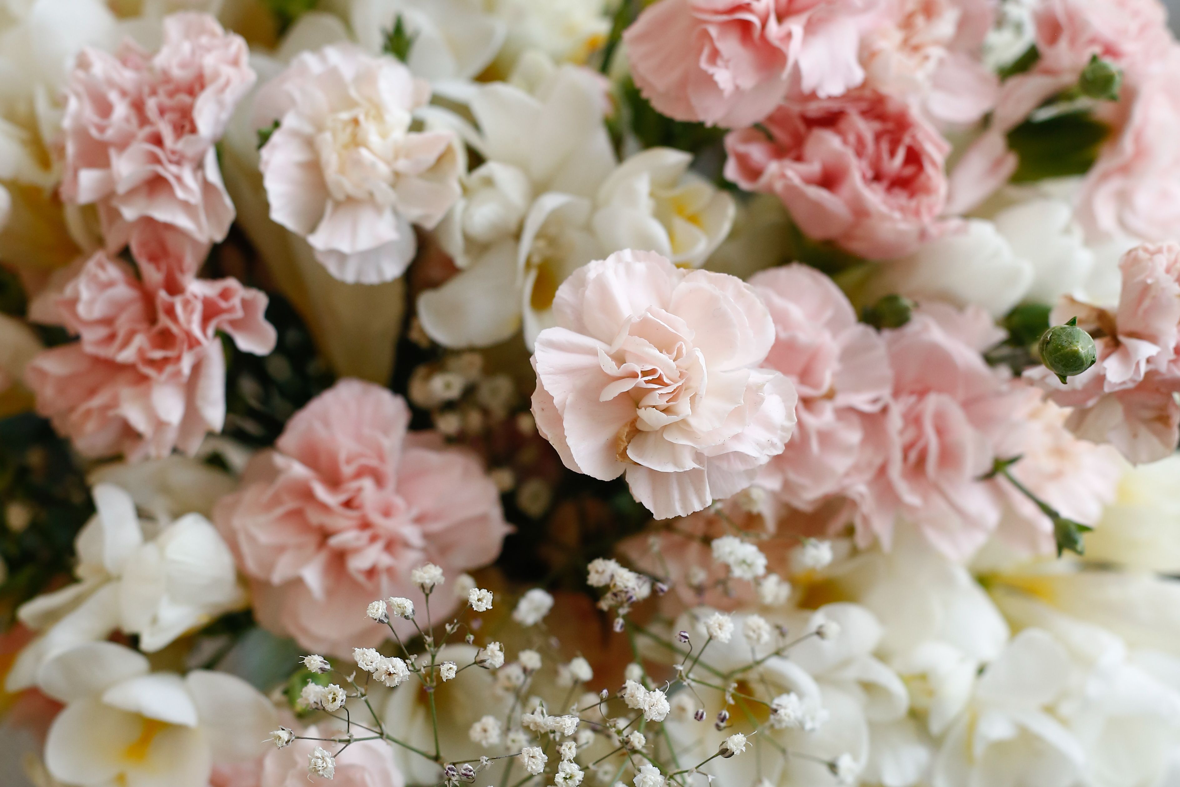 Beautiful Pink and White Carnation Bouquet · Free Stock Photo