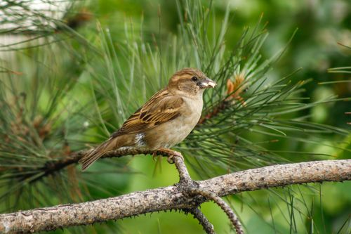 Free A house sparrow sits gracefully on a pine branch, captured in a lush green forest setting. Stock Photo