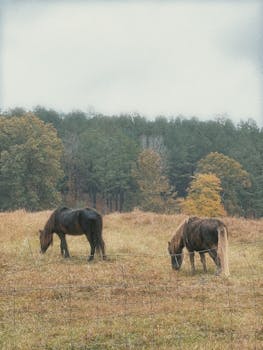 Two horses grazing in a serene countryside setting during autumn.