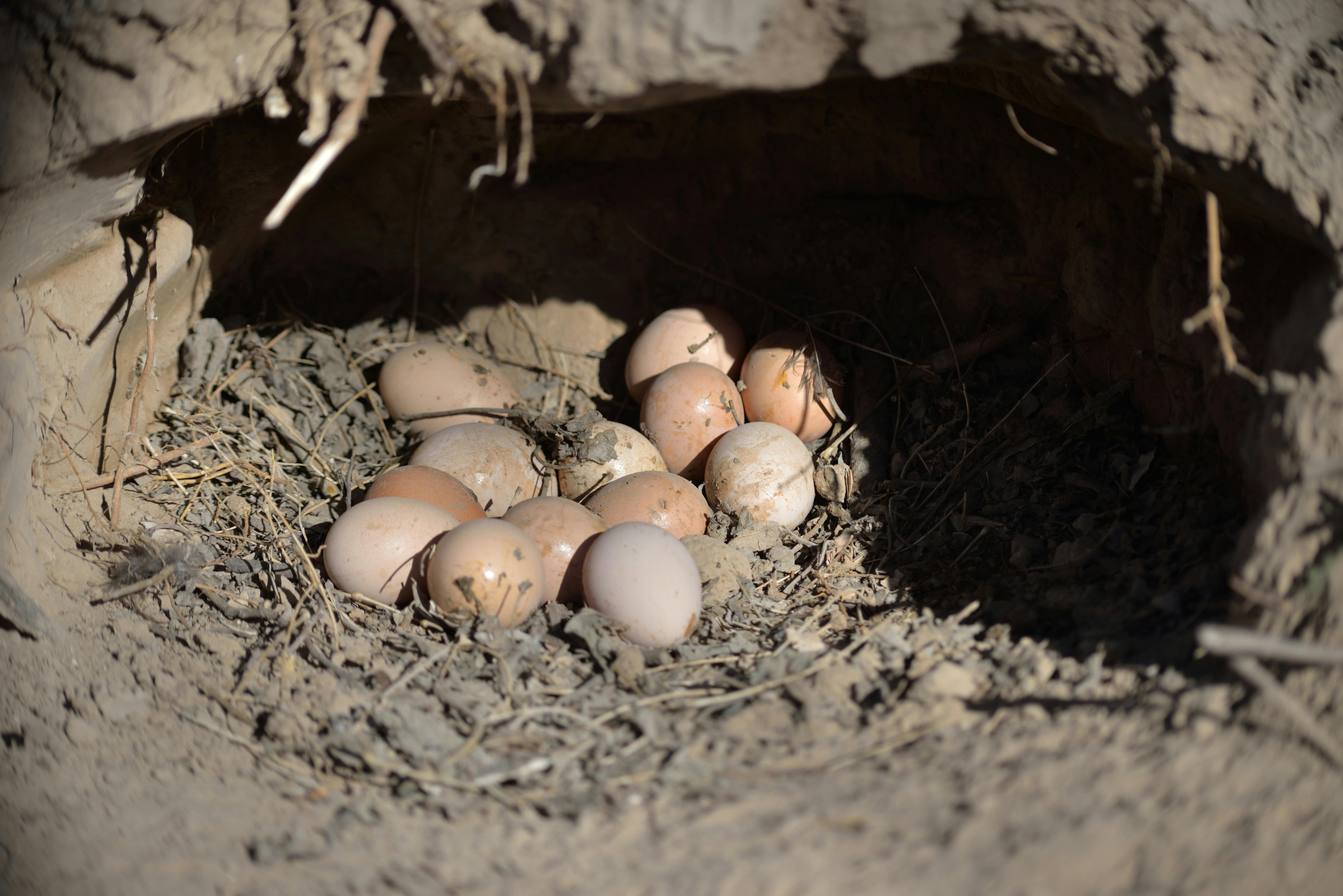The Nests And The Eggs Of Indian Birds