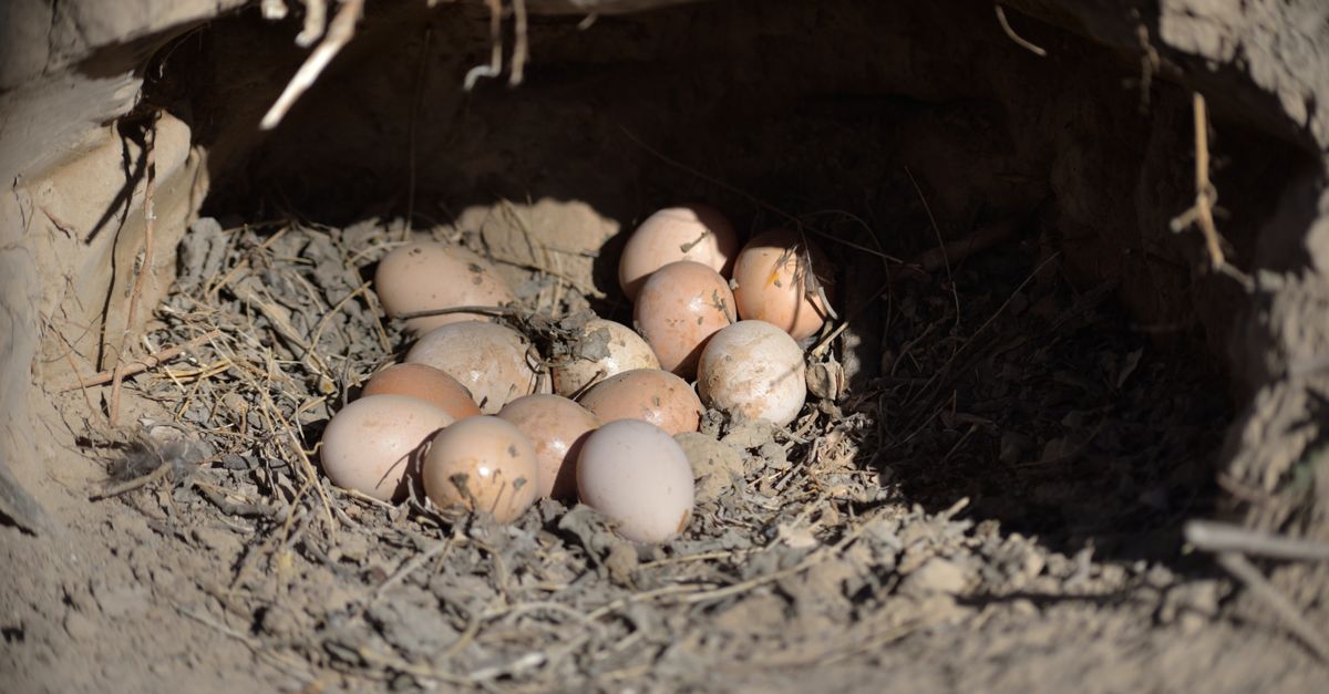 Burrows Compress Eggs Nestled in a Natural Burrow Outdoors · Free Stock Photo