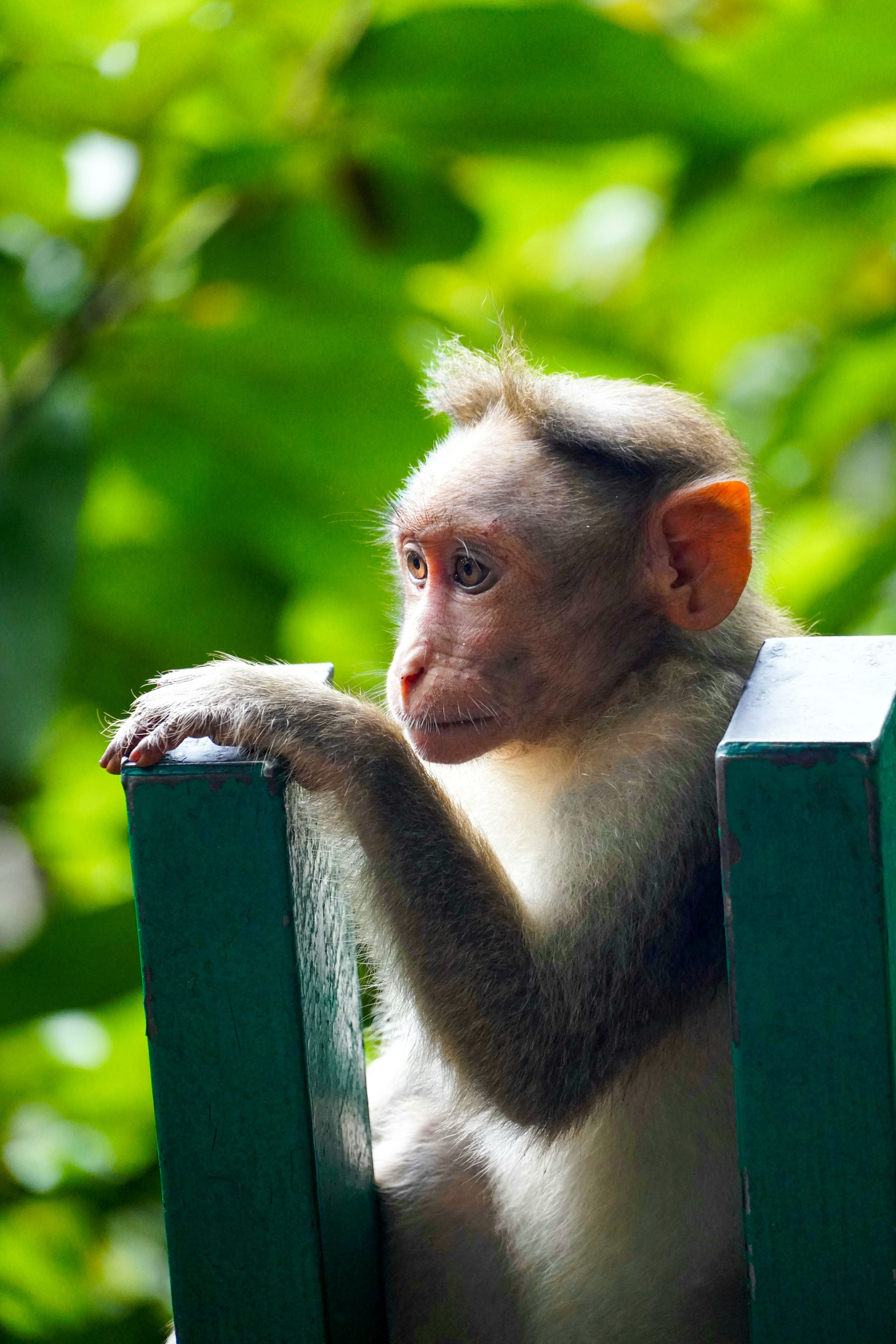 A thoughtful macaque monkey rests on a wooden fence in Kerala's lush forest.