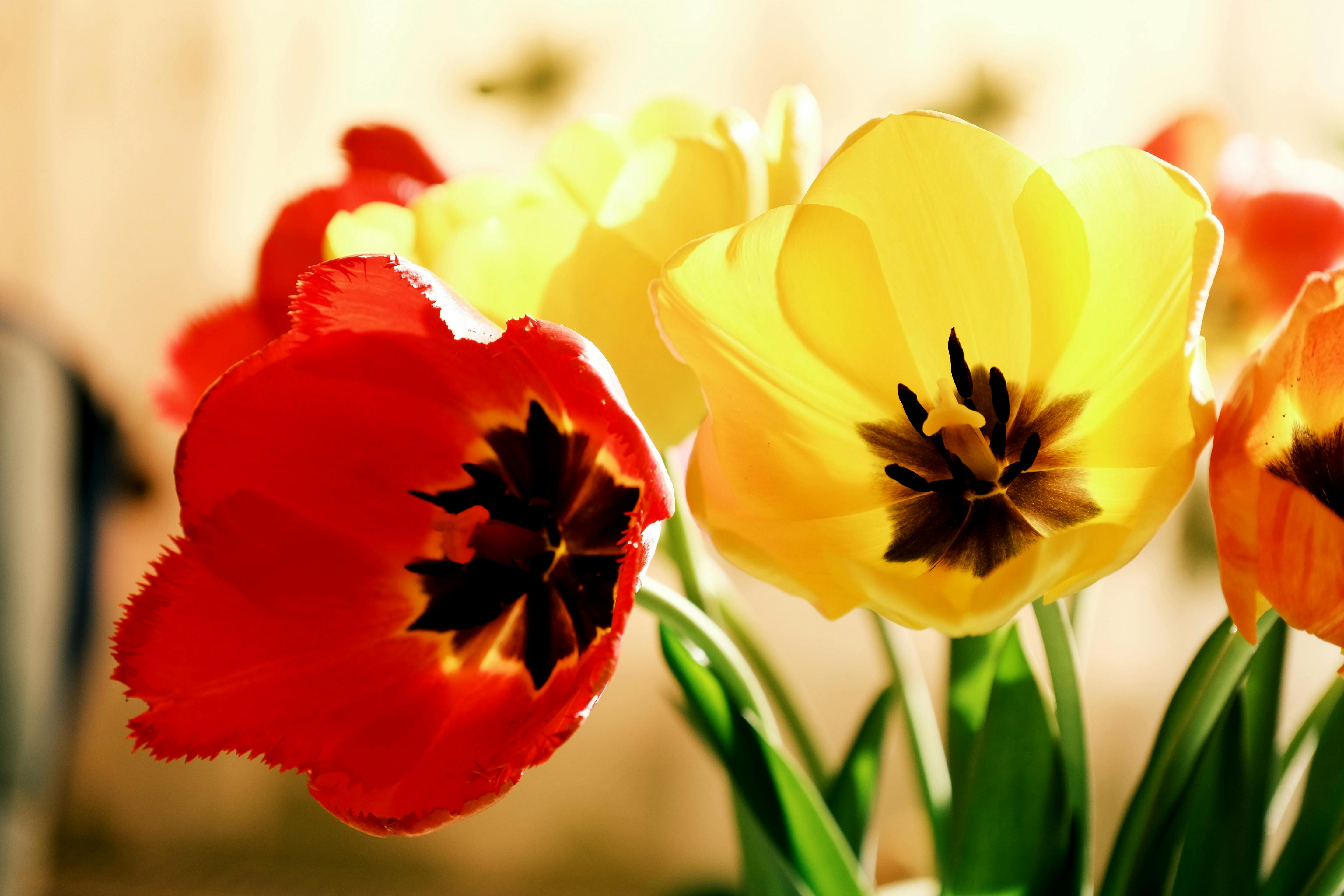 Bulb On & Off Photos, Download The BEST Free Bulb On & Off Stock Photos ...