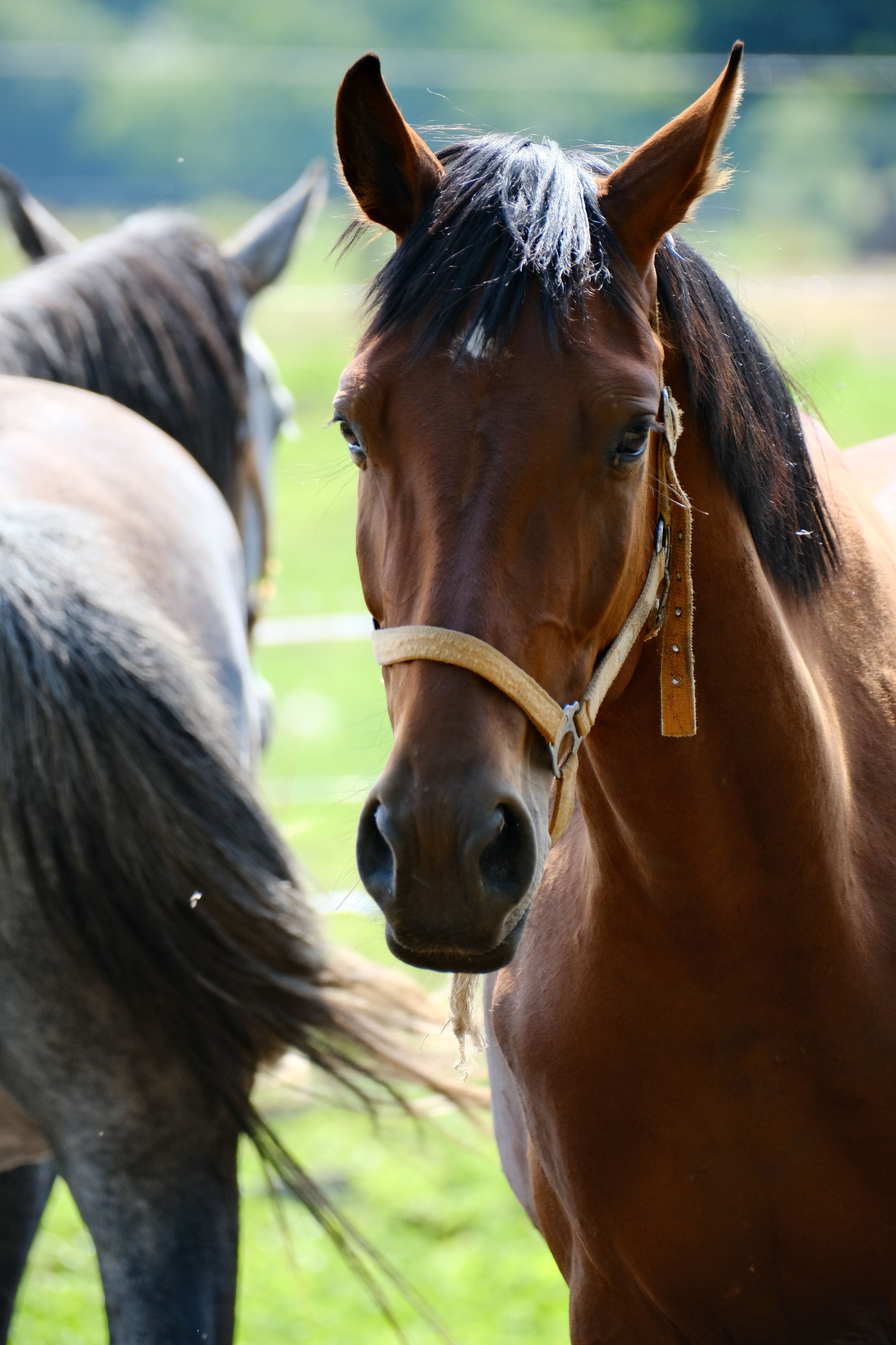 Close-Up Portrait of a Majestic Brown Horse · Free Stock Photo