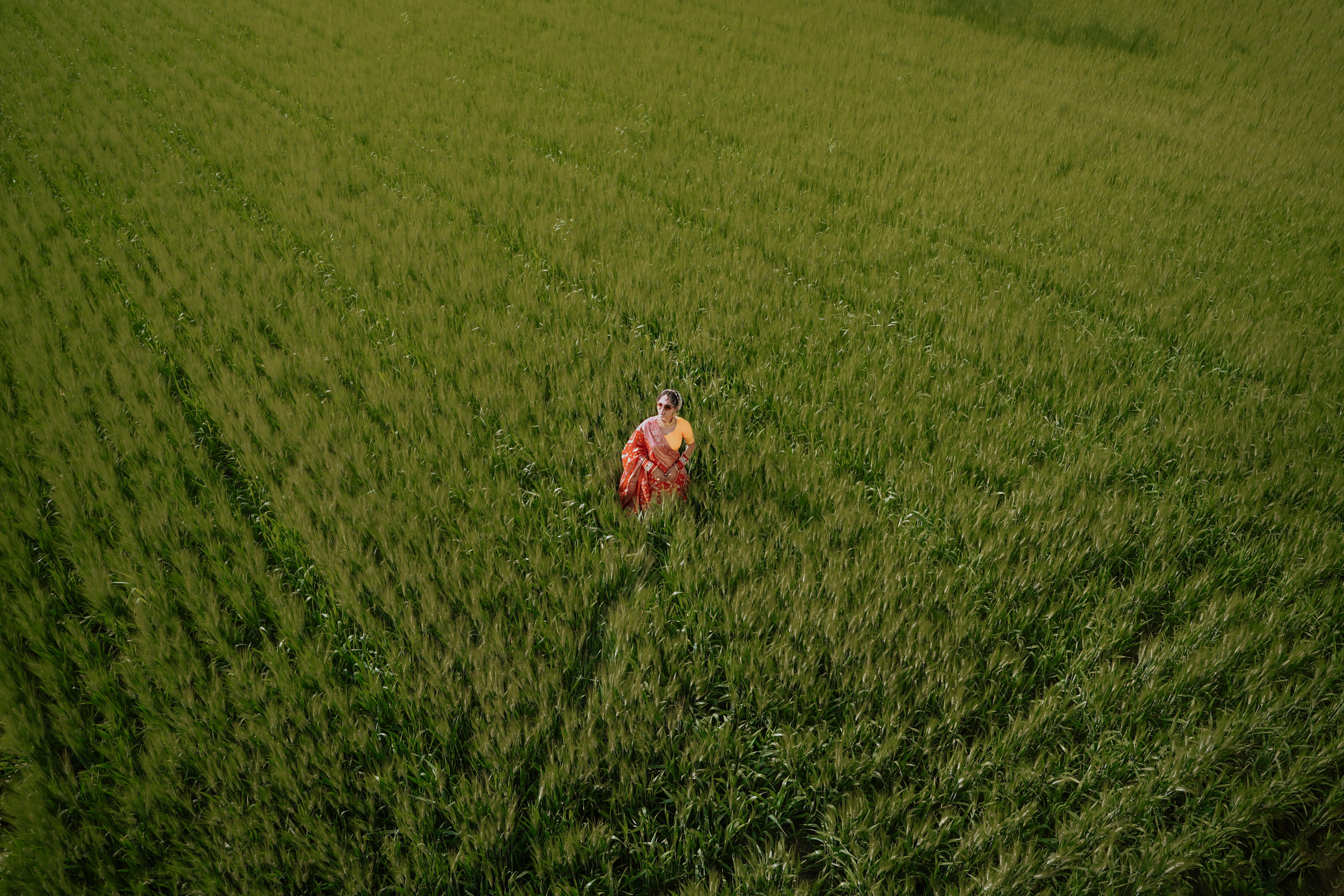 Drought Resilient Crops for Sustainable Farming