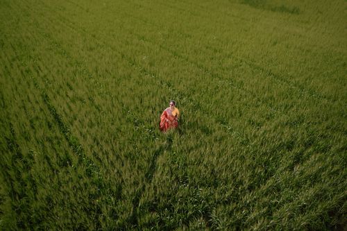 Free Aerial shot of a female farmer standing in a vibrant green field in Indore, India. Stock Photo