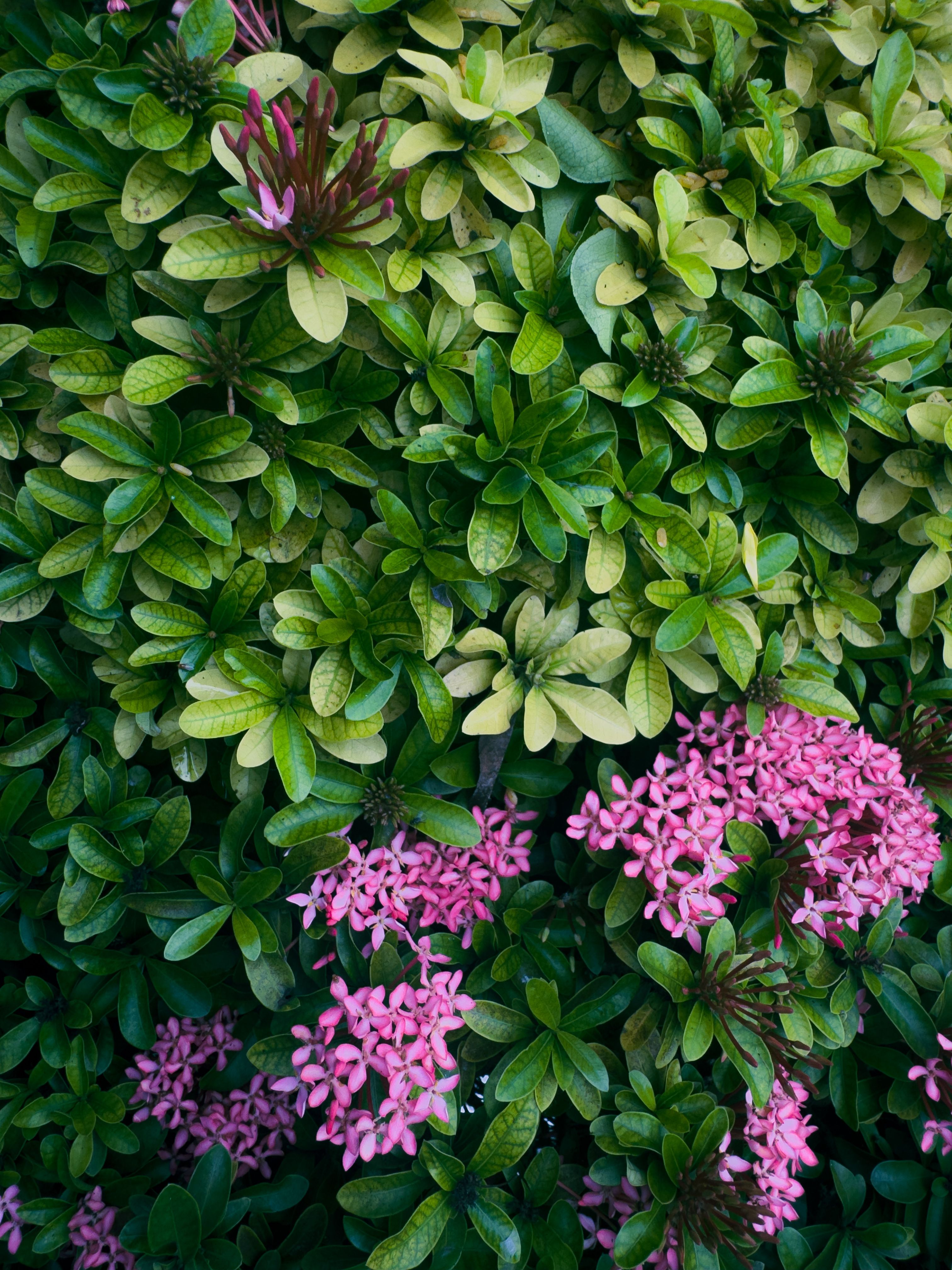 Gratuit Feuillage vert luxuriant aux fleurs rose vif. Idéal pour les projets sur le thème de la nature. Photos